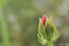 未来へ・芙蓉の花蕾