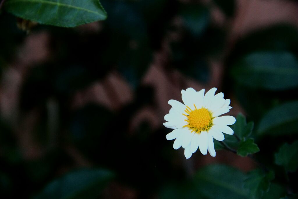 白い小菊