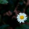 白い小菊