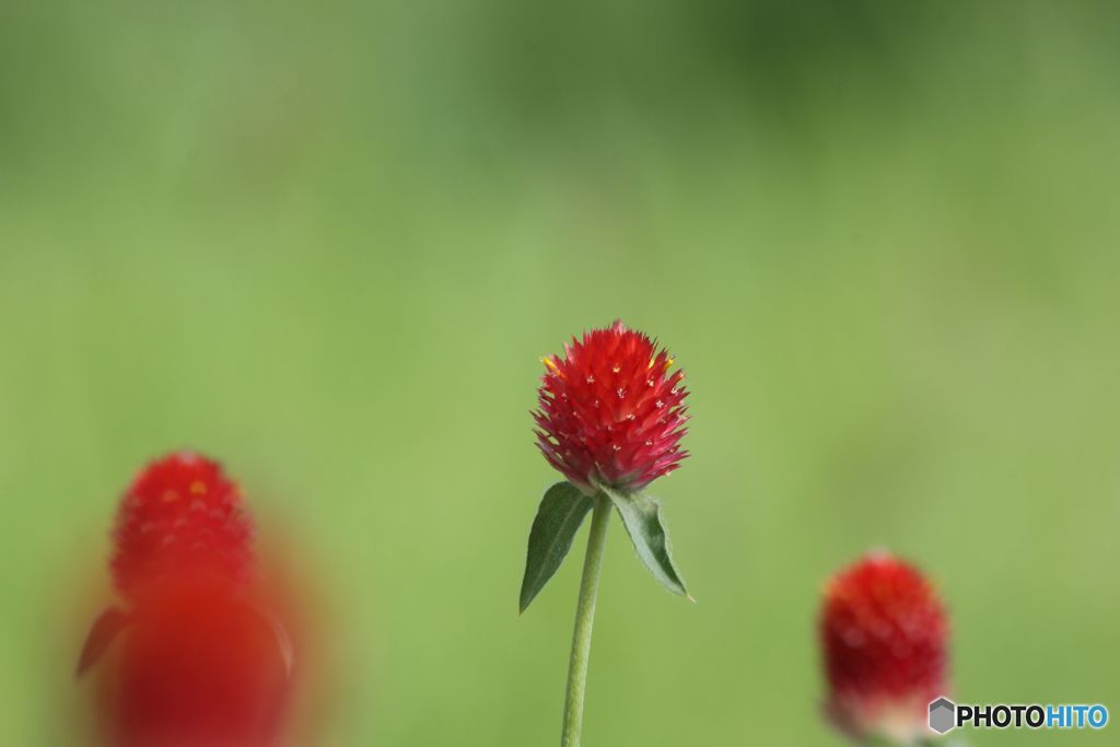 ストロベリーフィールズ