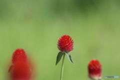 ストロベリーフィールズ