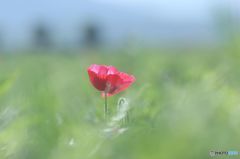 幻想の赤いポピー