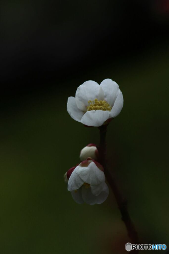 白梅　二輪　町家公園