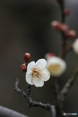 大寒を過ぎて・・・白梅