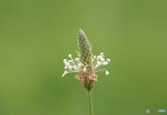 蔵出し　　：　オオバコの花