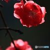 はなもも