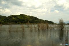 水に浸かった木々