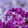 purple and white