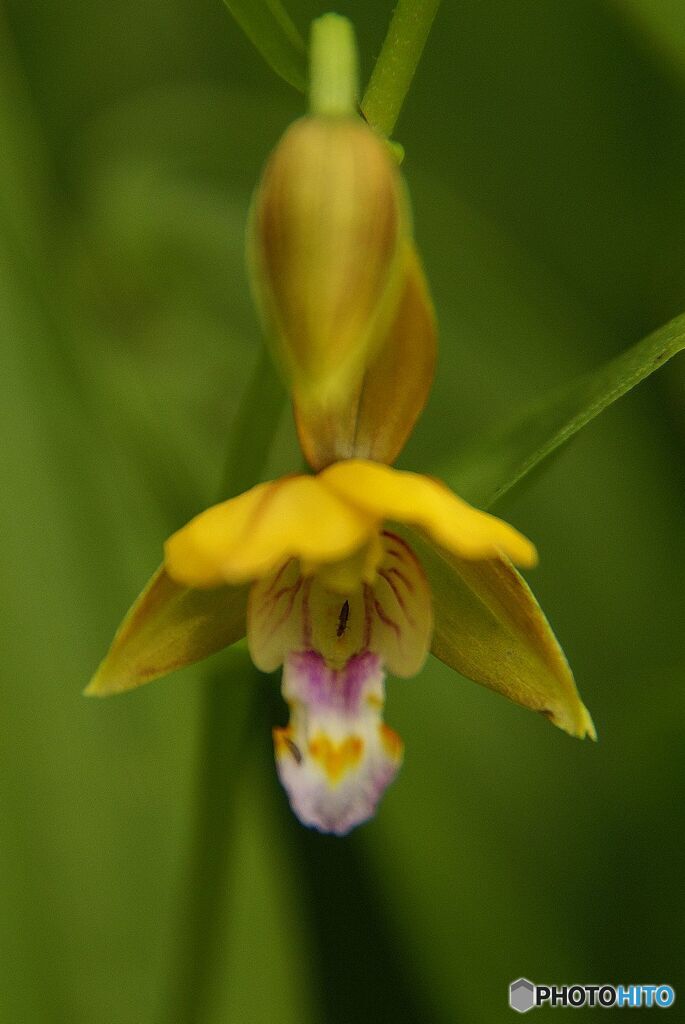 カキラン　２０２０.1 (2)