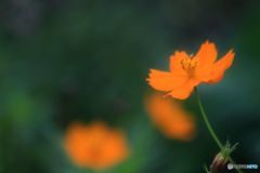 黄花のコスモス（オレンジ）