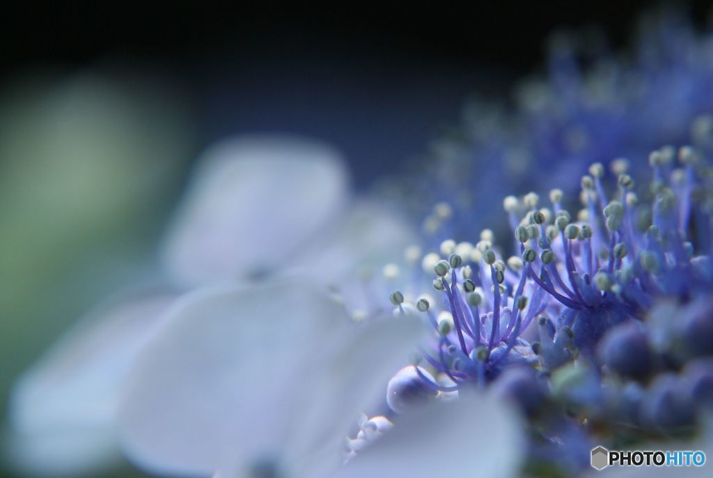 花開くブルー