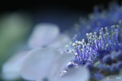 花開くブルー