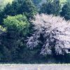 ヤマザクラ.1
