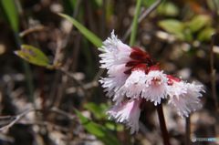 道後山の花・3　　イワカガミ　　白