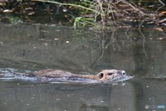 ヌートオリア　泳ぐ
