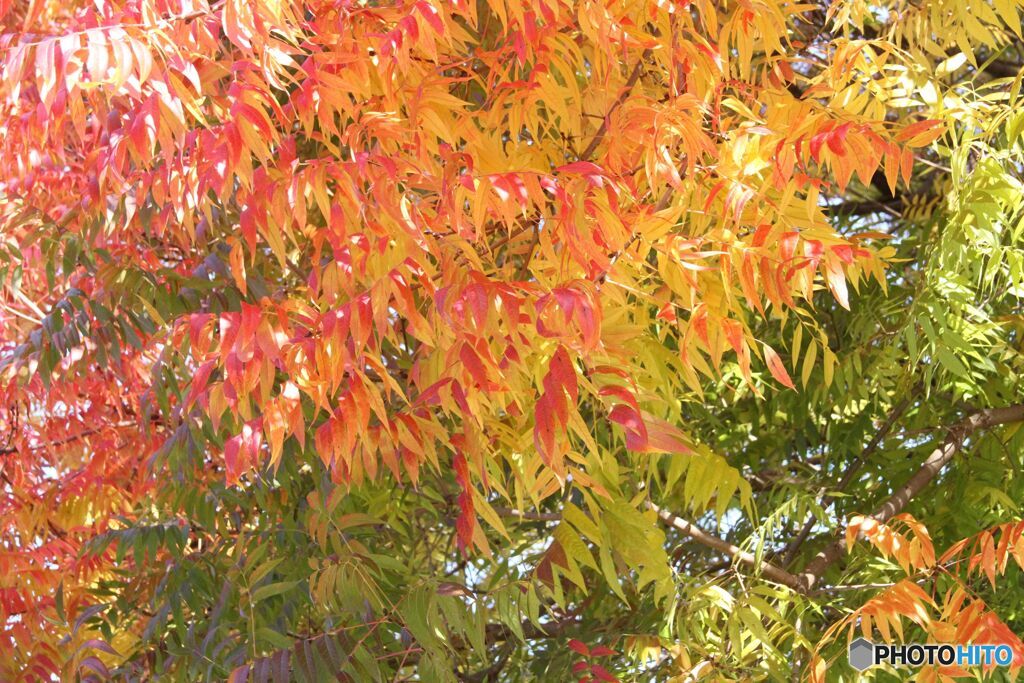 グラデーション　櫂の木