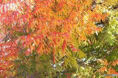 グラデーション　櫂の木