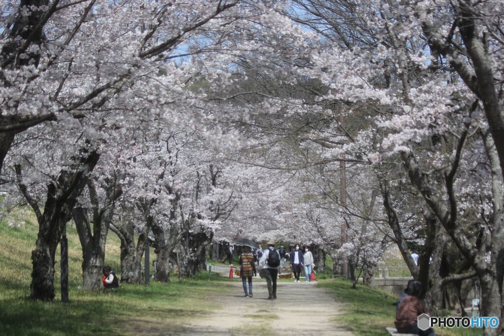 桜のトンネル