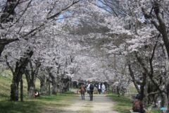 桜のトンネル