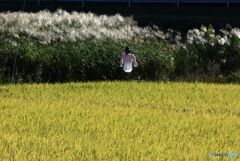 カヤの穂と　案山子　と稲穂