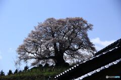 民家のよこから見上げる