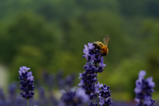 ラベンダーの魅力