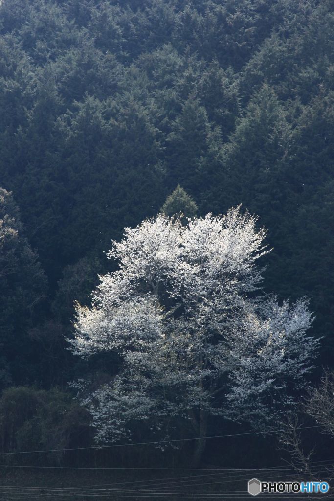 輝く山桜