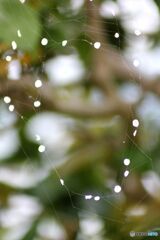 蜘蛛の巣リング
