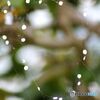 蜘蛛の巣リング