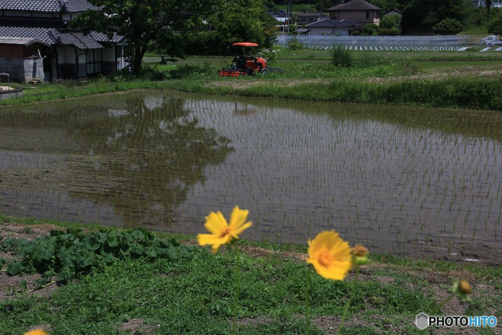田植えの終わった田んぼ