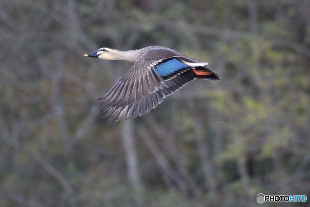 カルガモの飛行