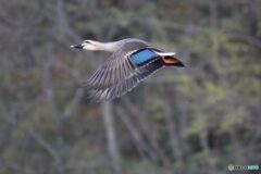 カルガモの飛行