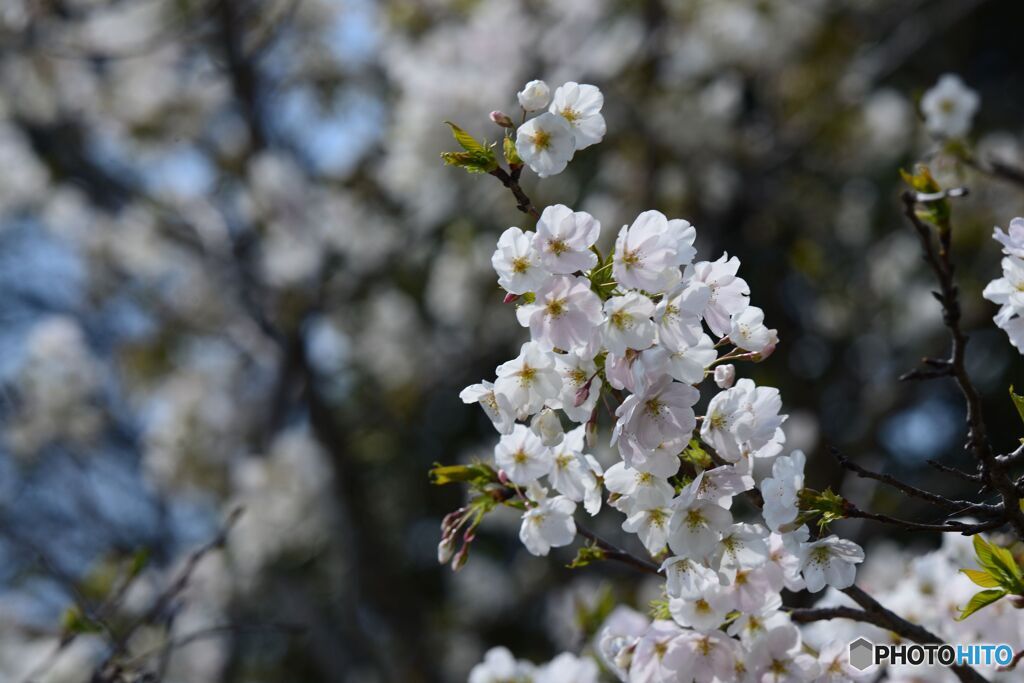 桜満開