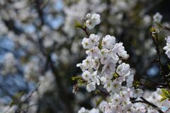 桜満開