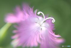 カワラナデシコ