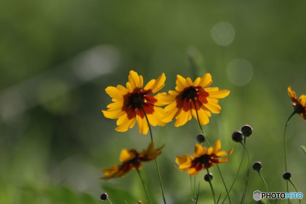 名まえをしらないあなた