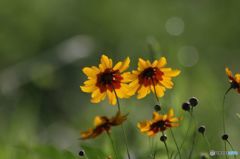 名まえをしらないあなた