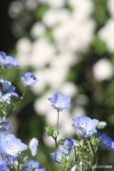 ネモフィラ　バックはこでまり