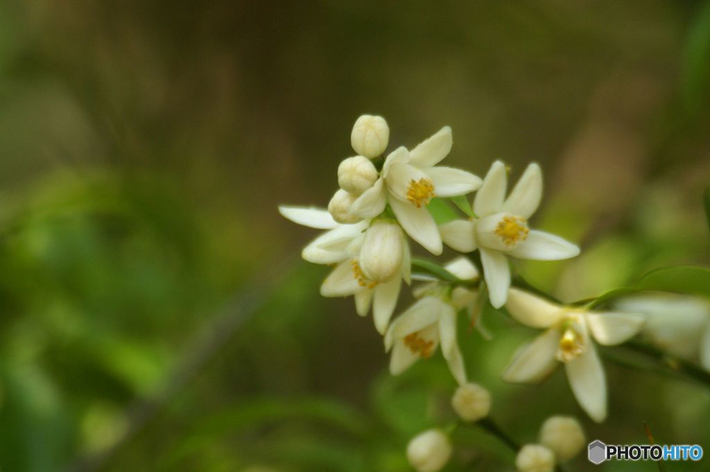 柑橘の花