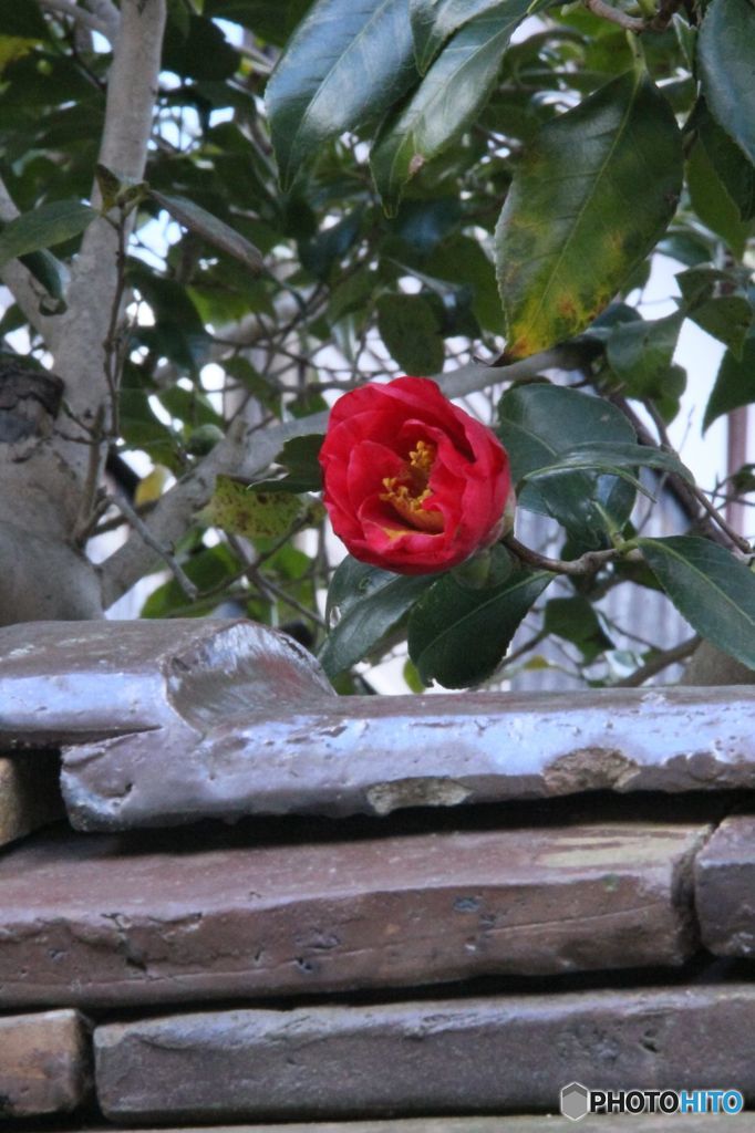 吹屋にて　（2）　　椿一輪