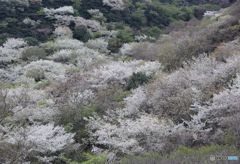 山桜の風景