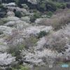 山桜の風景
