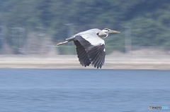 アオサギ　飛ぶ