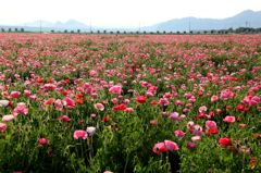 ちょっと一息・ポピー畑