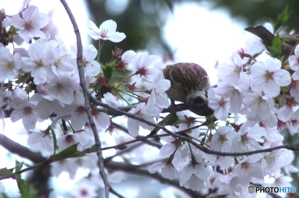 さくらをつつくスズメ.1
