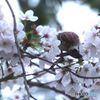 さくらをつつくスズメ.1