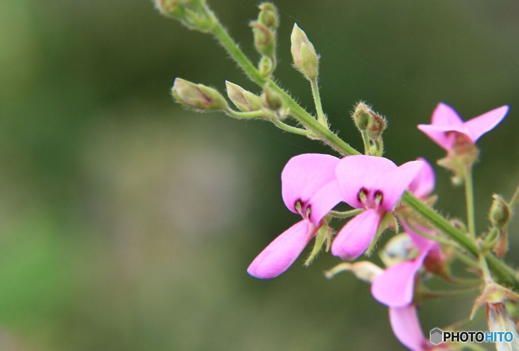 萩の花