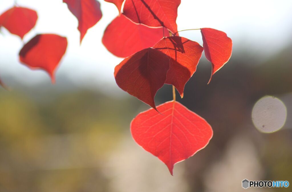 夕日に赤い葉