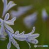 河川敷の花壇　　アがパンサス