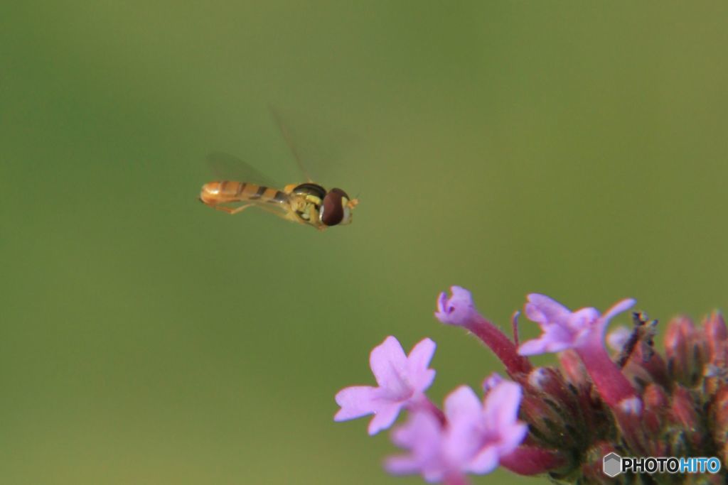 ヤナギハナガサ　に着陸